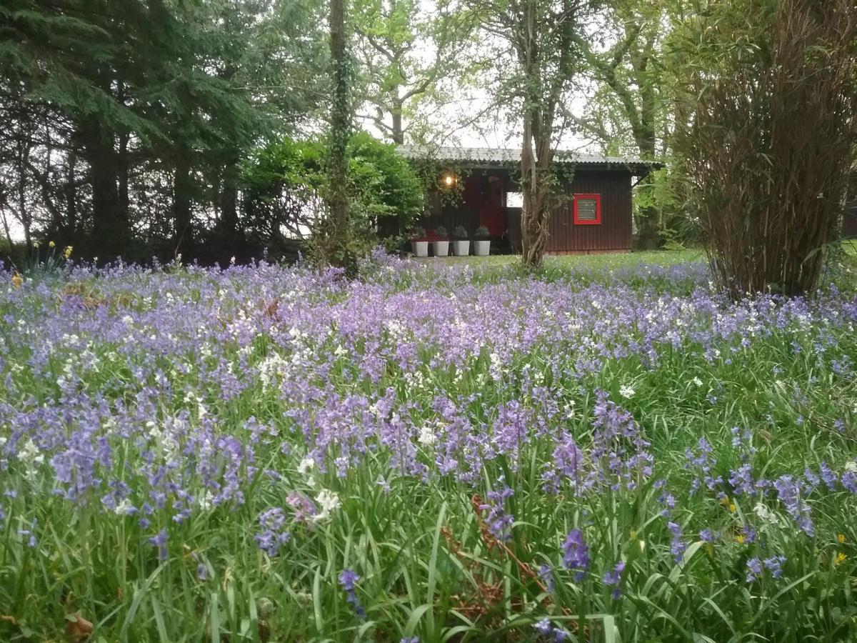 Caban Cwtch Villa Cenarth Luaran gambar